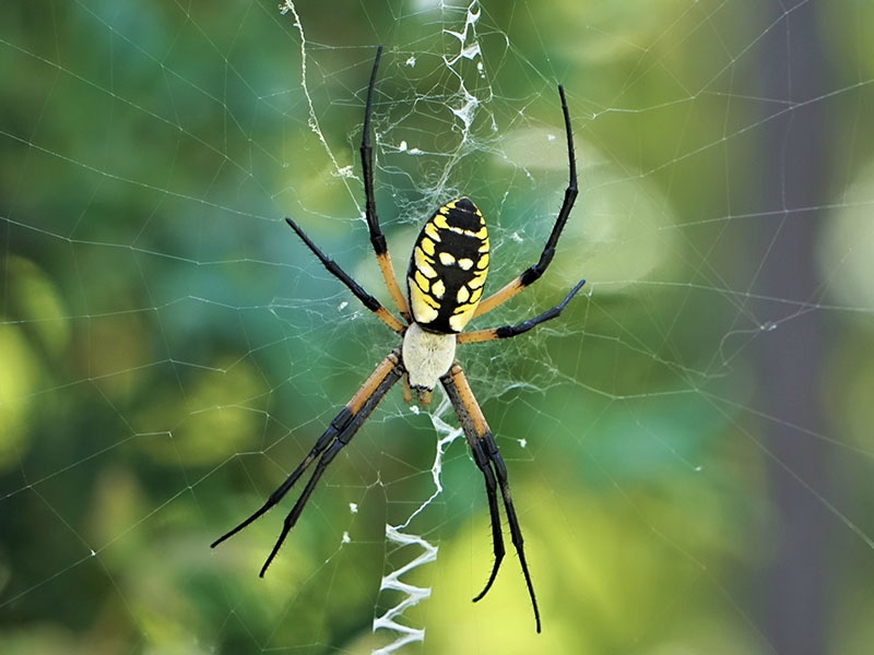 garden spider in web