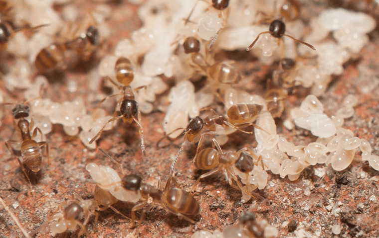 ghost ants in their nest in a san marco florida yard 