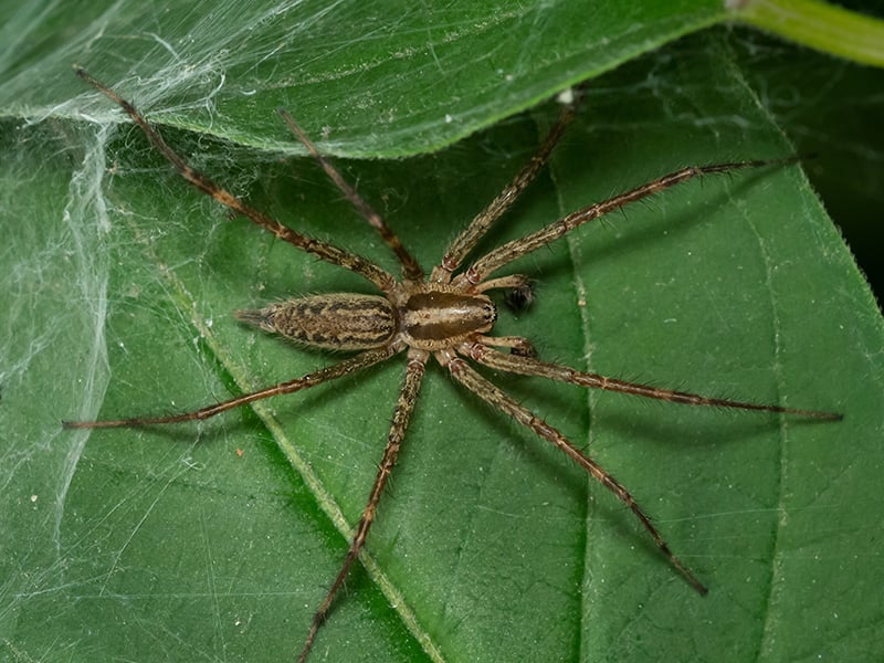 grass spider on a leaf