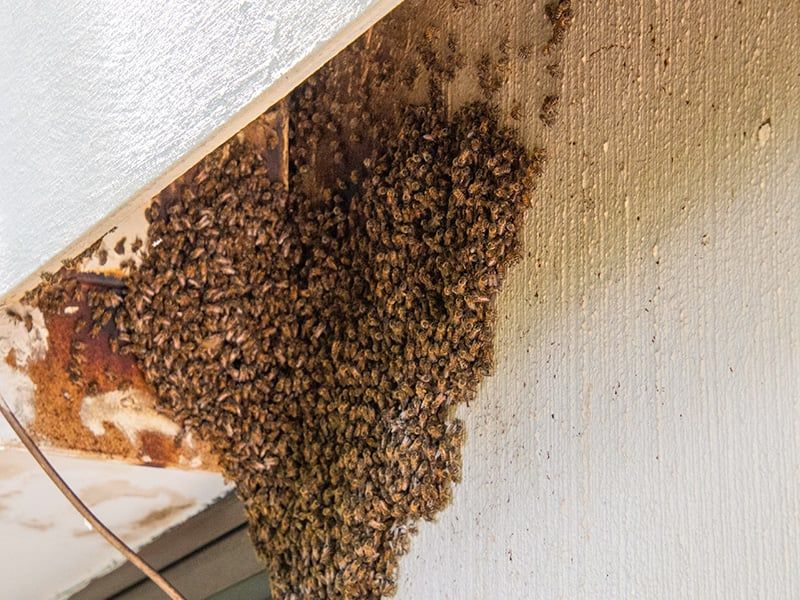 honey bee nest inside home