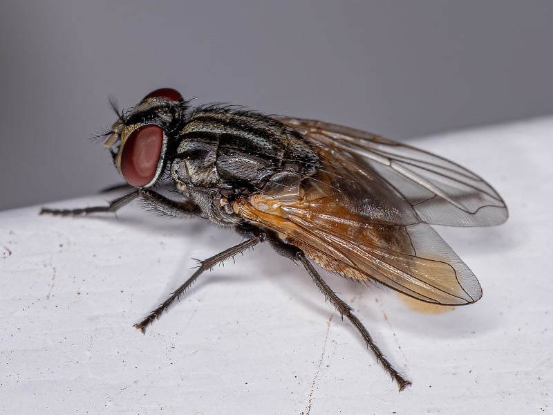 house fly perched on counter