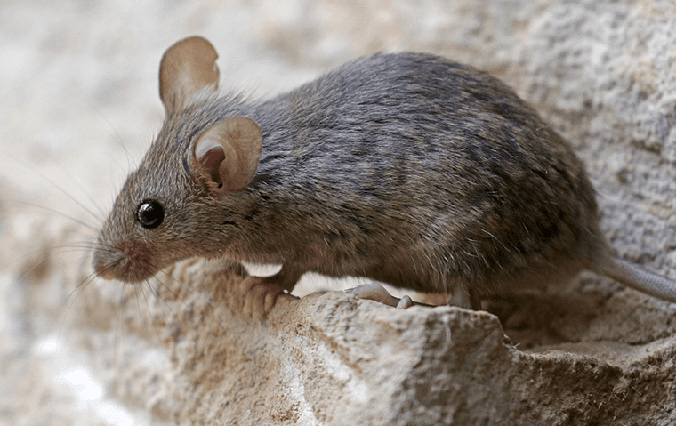 solitary house mouse