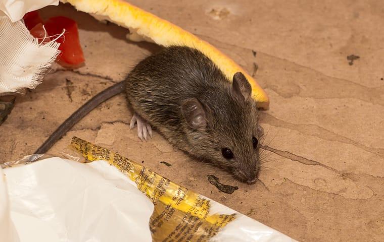 mouse on floor with garbage