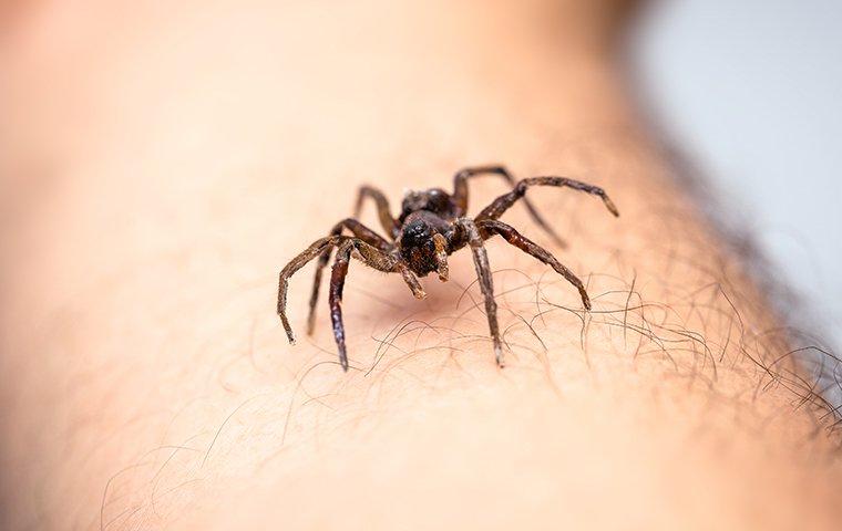 a spider crawling on human skin