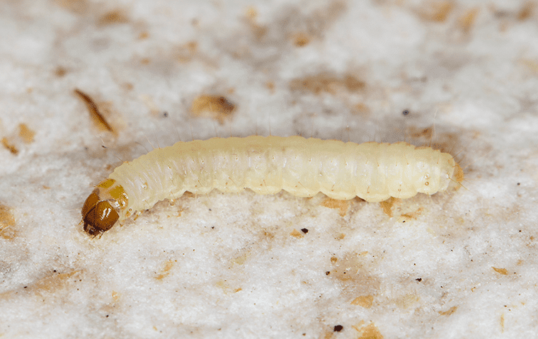 indian meal moth in pantry