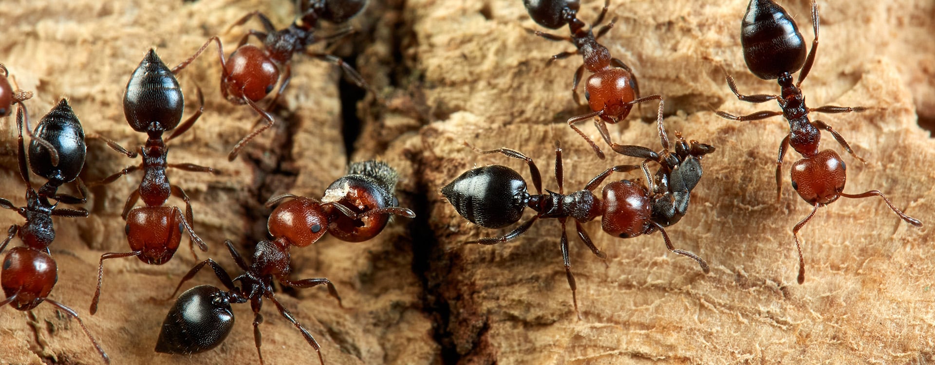 acrobat ants