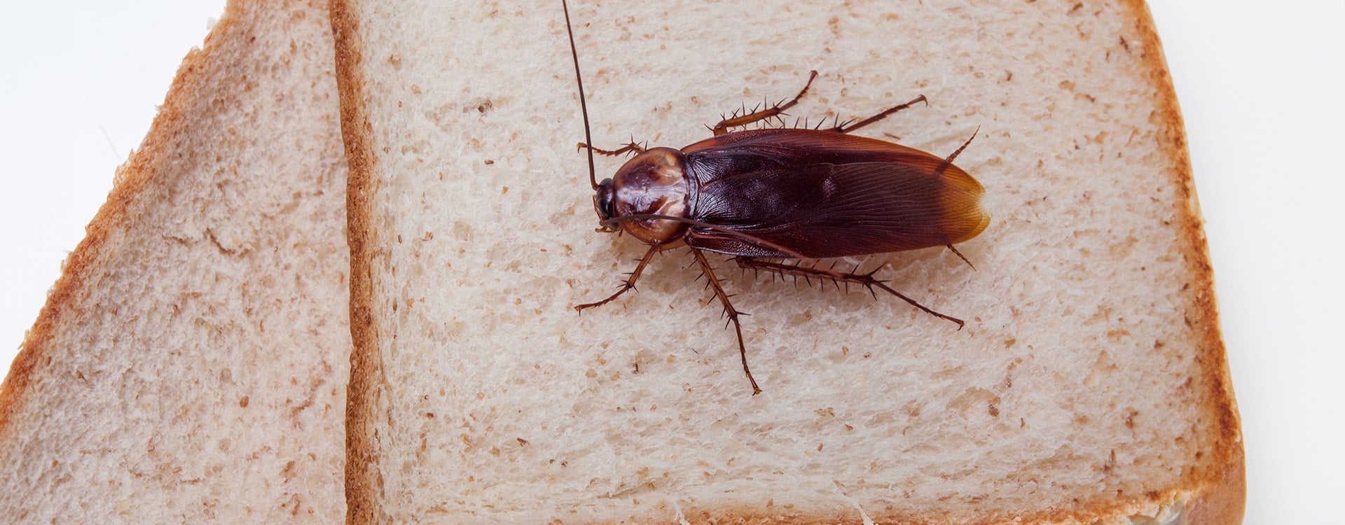 american cockroach inside jacksonville home