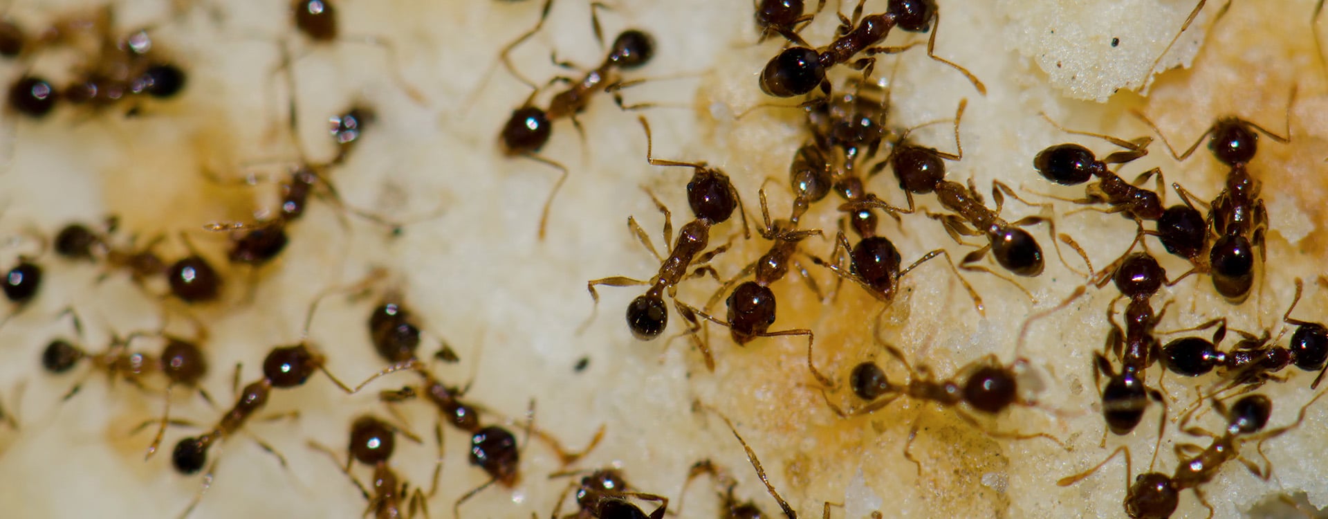 argentine ants