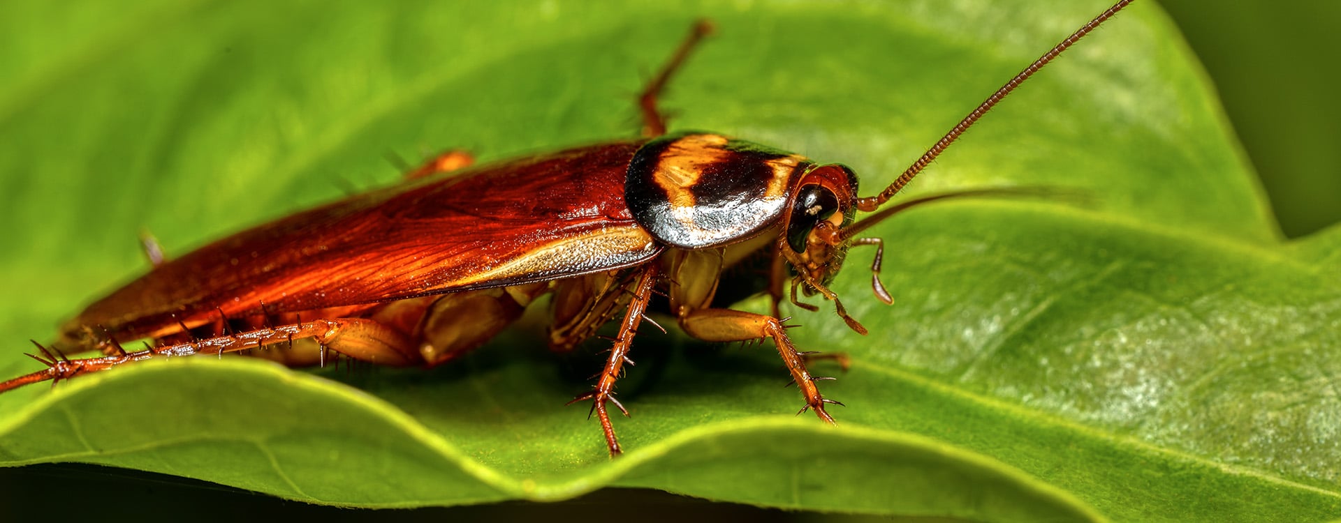 australian roach