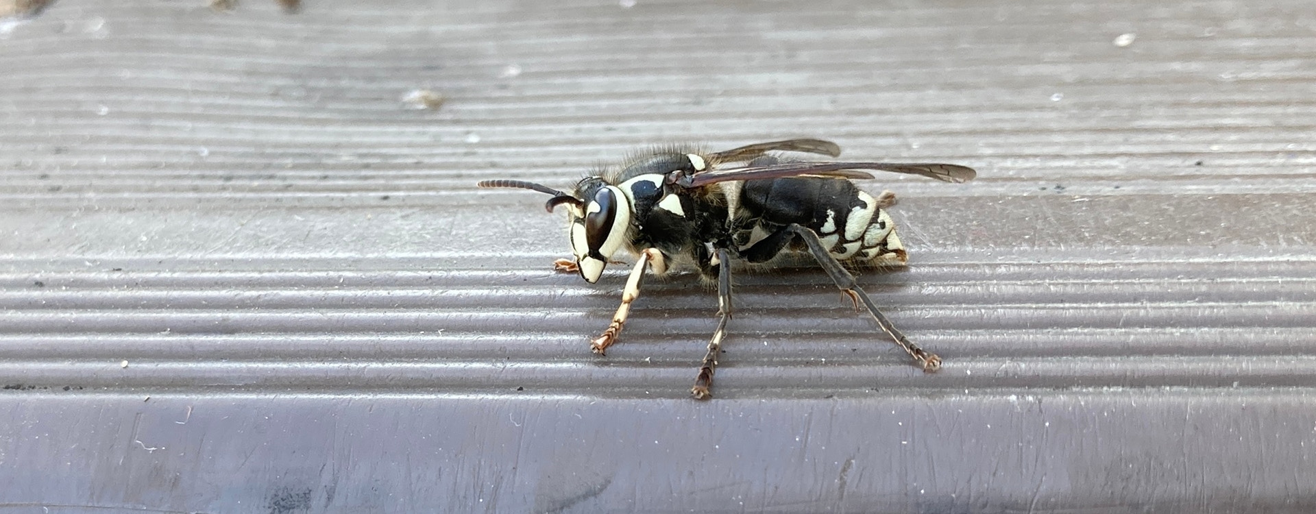 bald face hornet on a filter