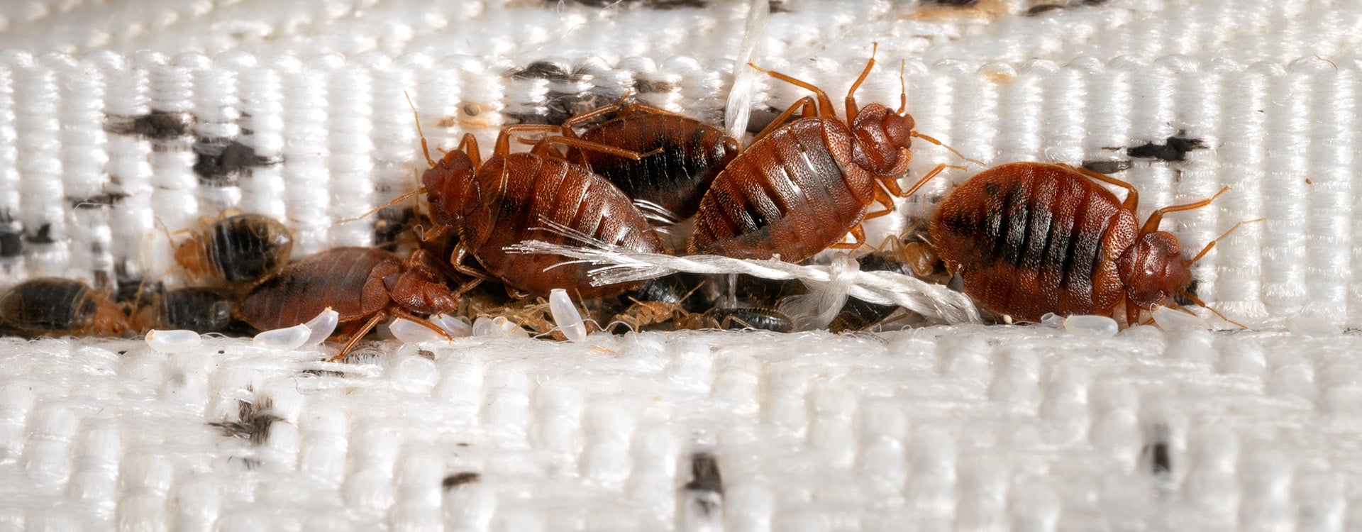 adult bed bugs, nymphs, and bed bug eggs in mattress seam
