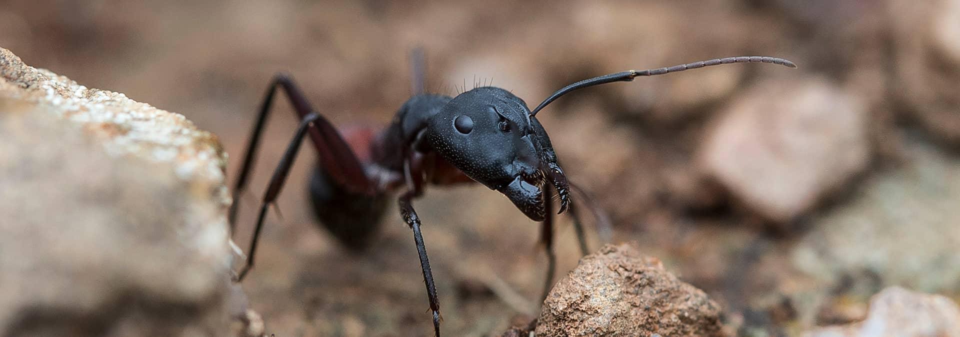 carpenter ants outside jacksonville home