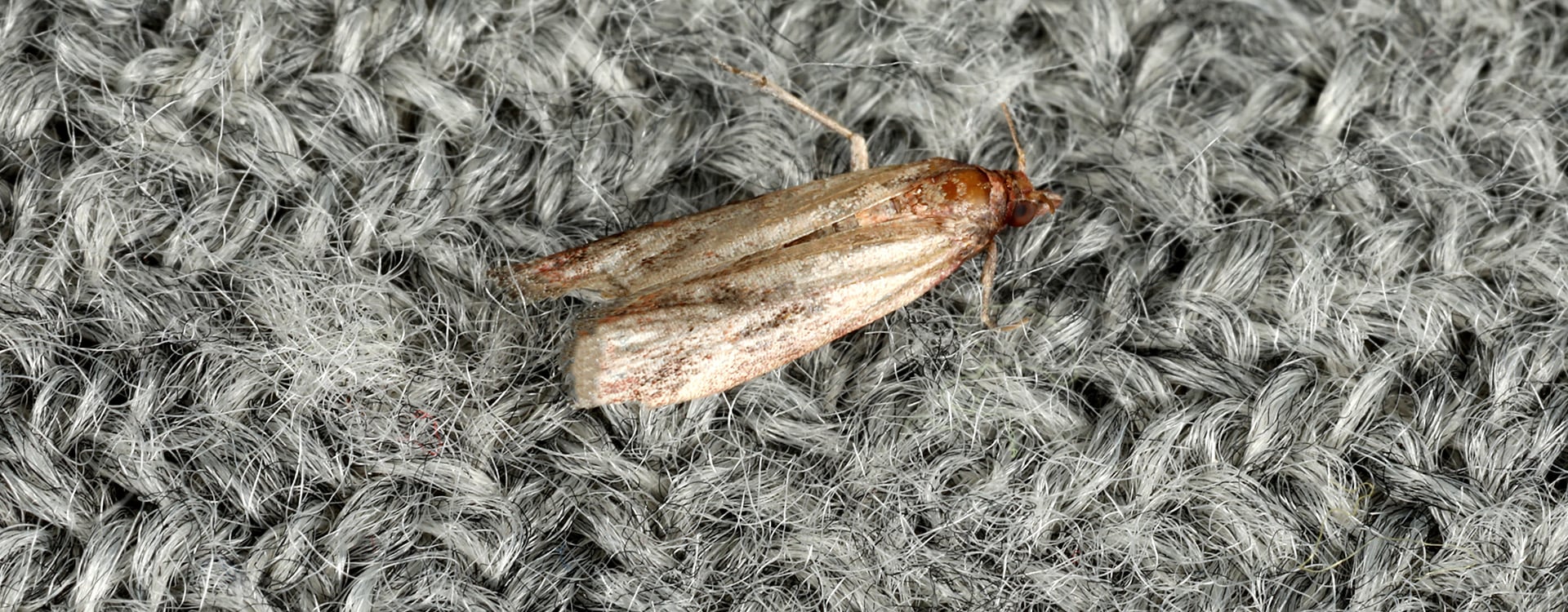 casemaking cloth moth