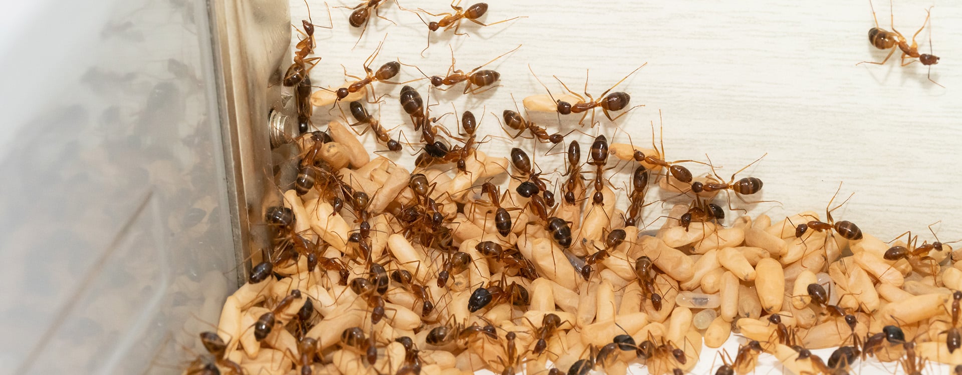 crazy ants searching for food sources