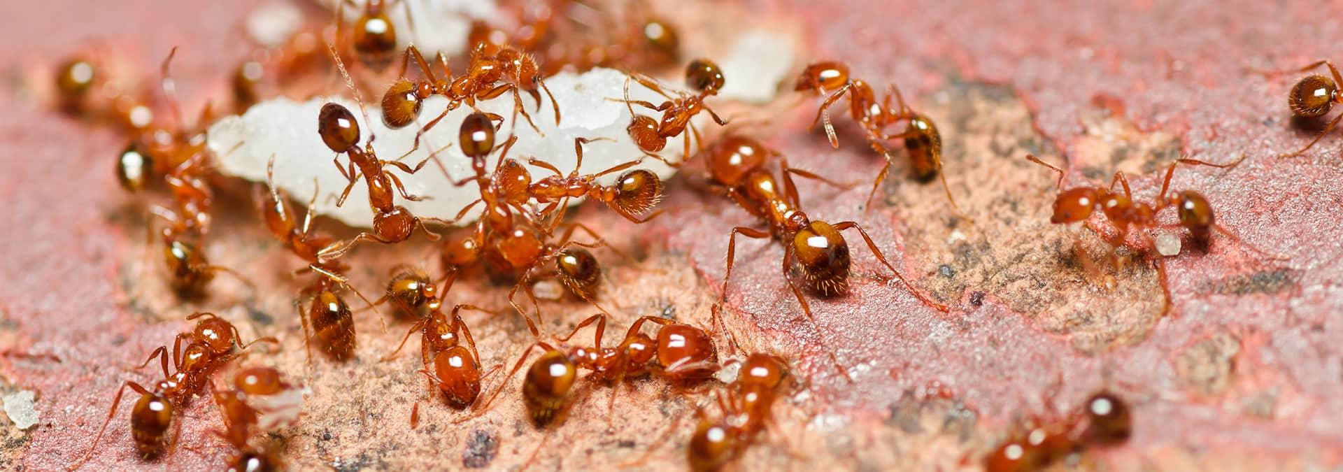 fire ants in jacksonville, fl