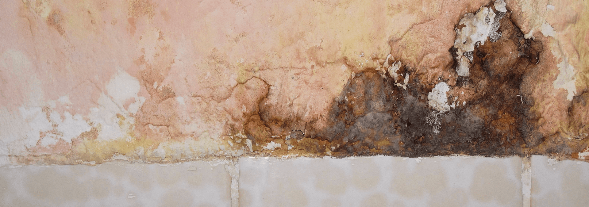 mold on the outside of a st.augustine home