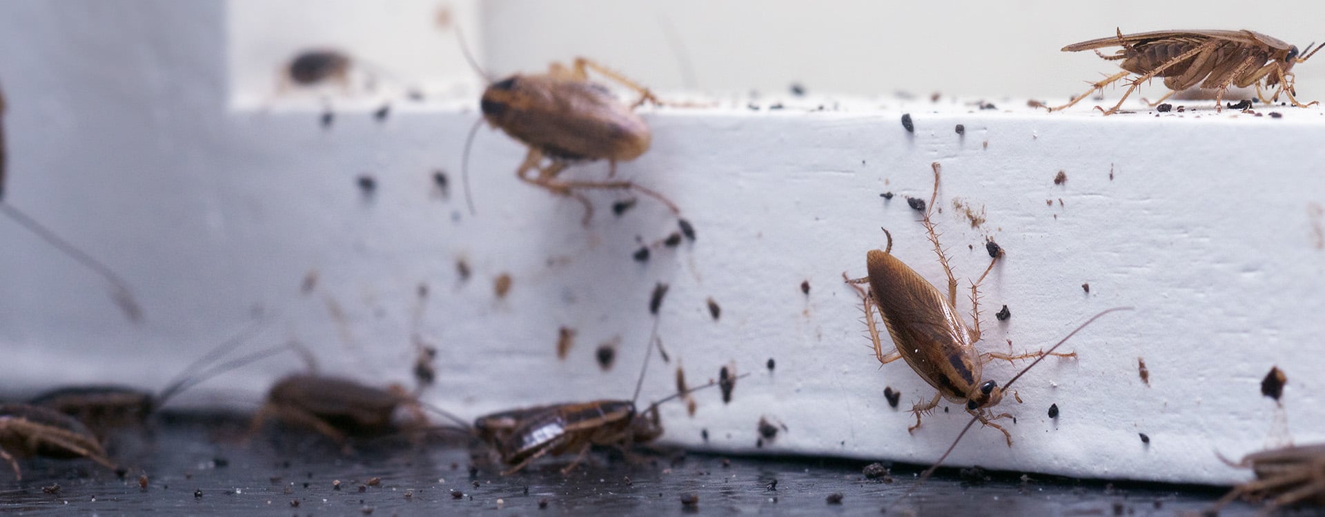 German cockroaches inside florida home