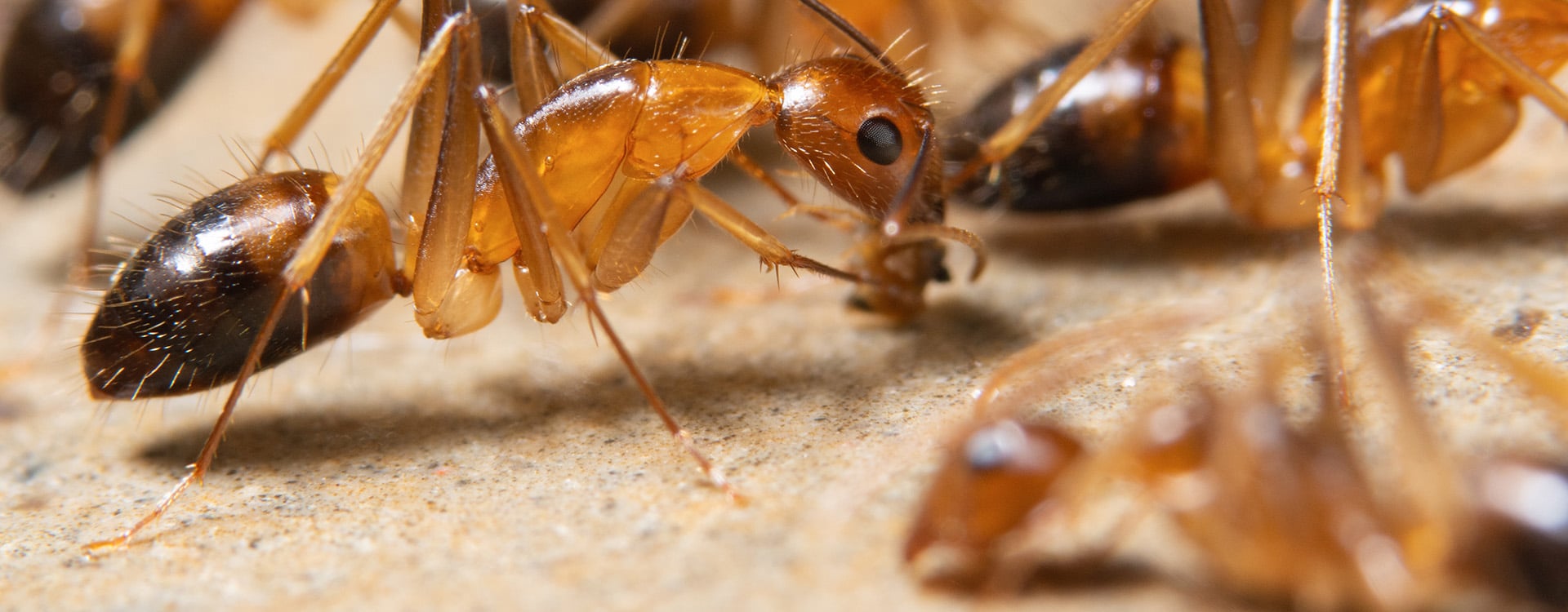 ghost ants in florida