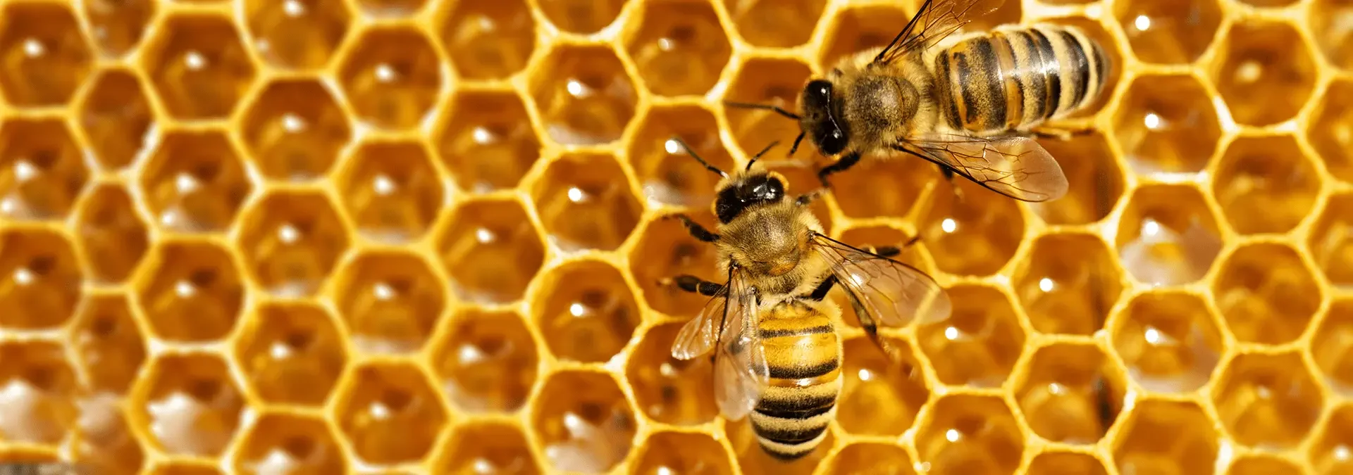 two honey bees on a comb outside of a home in middleburg florida