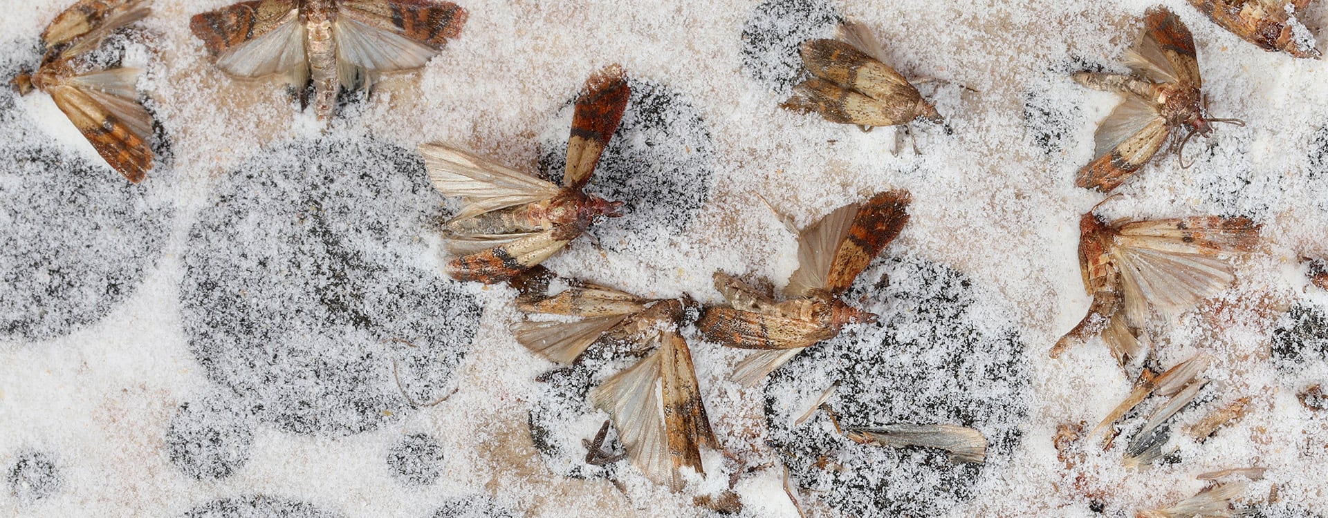 adult indian meal moths