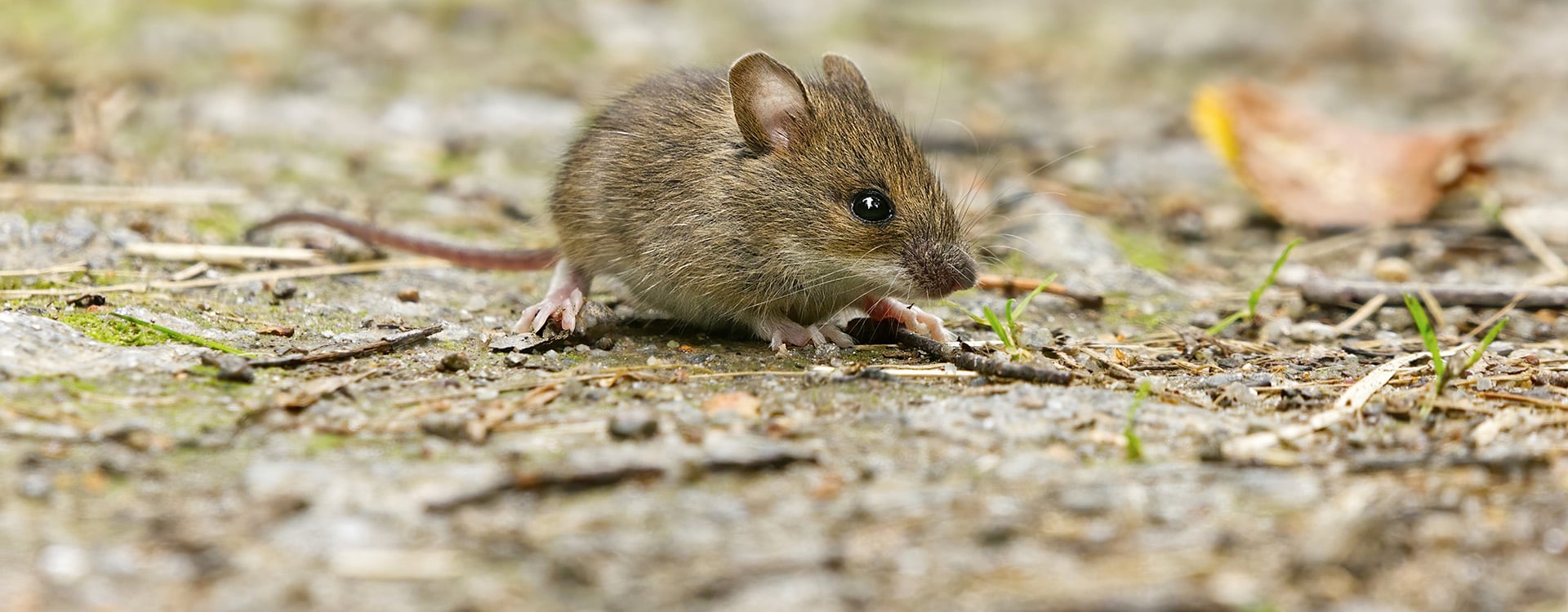 house mouse