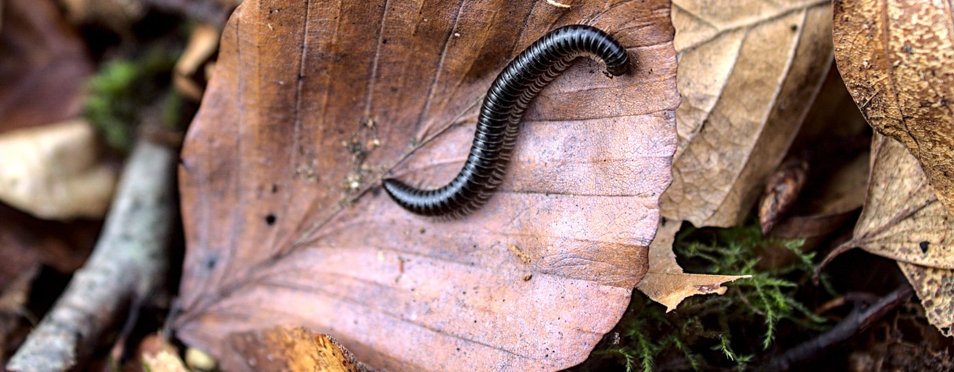 millipede on leaf