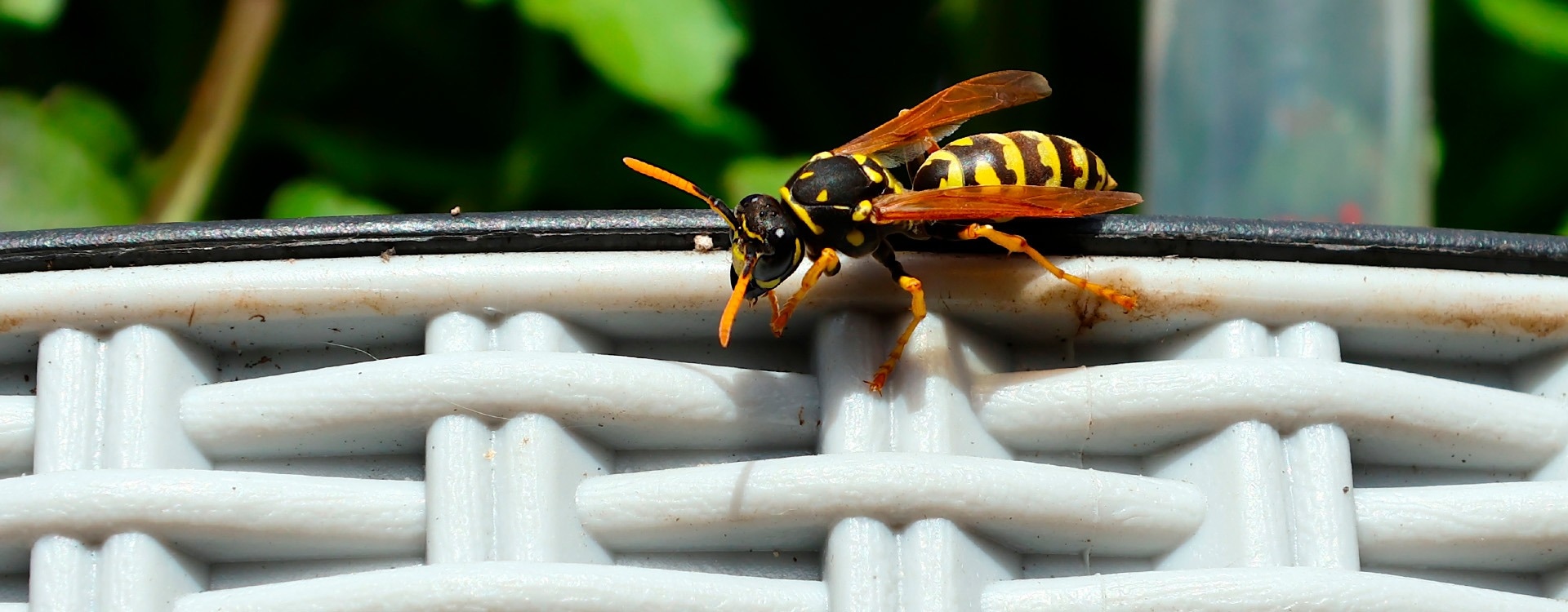 wasp on a basket