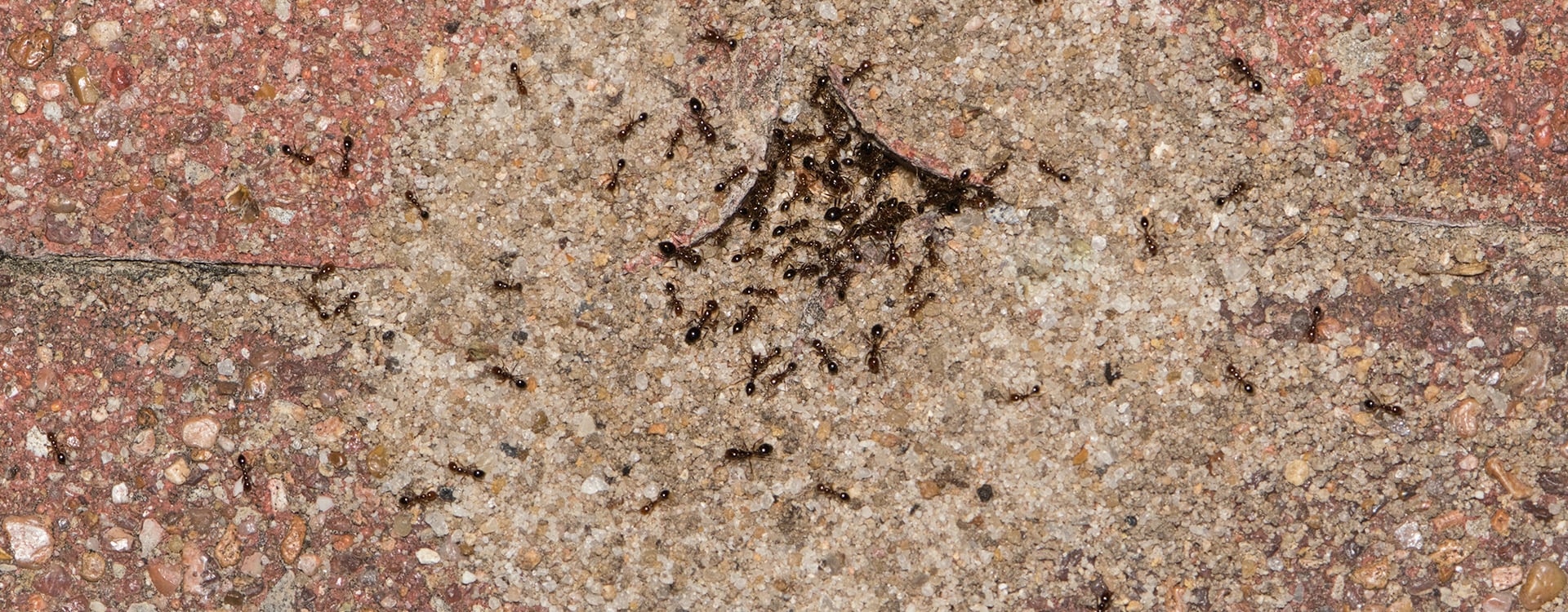 pavement ants in yard