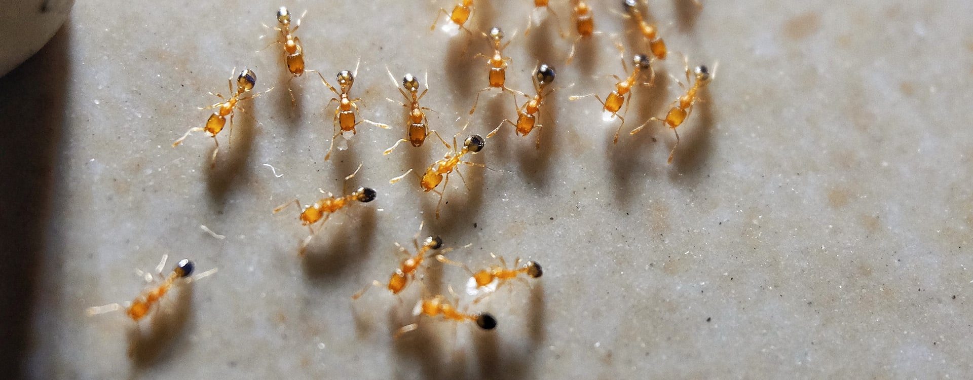 several Pharaoh ants crawling on floor