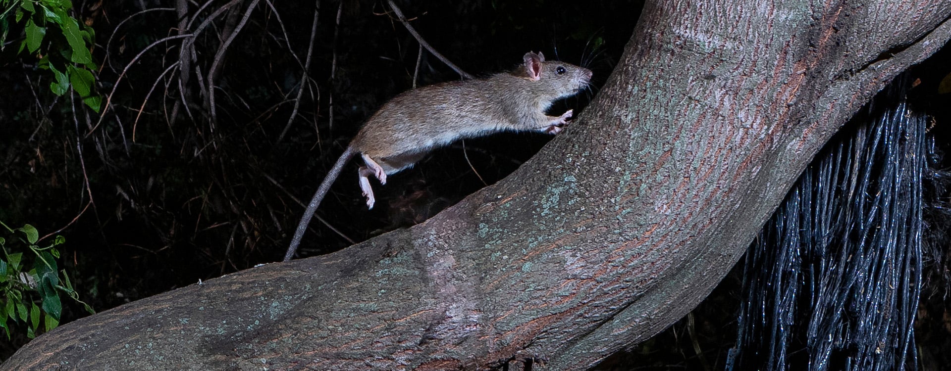 roof rat