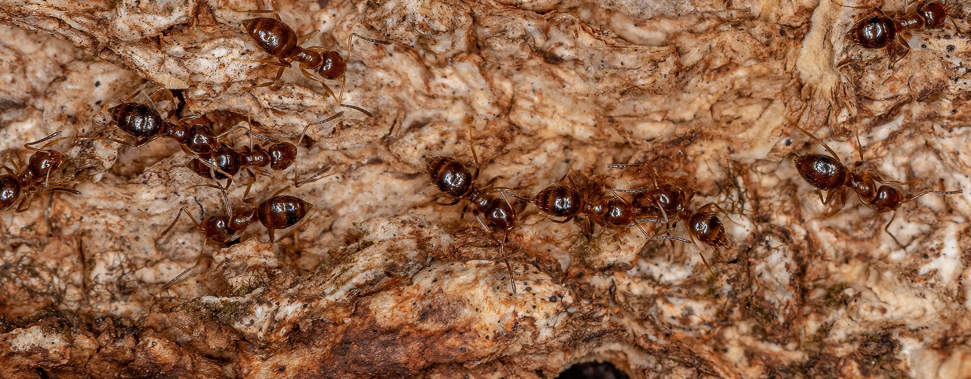 rover ants outside jacksonville home