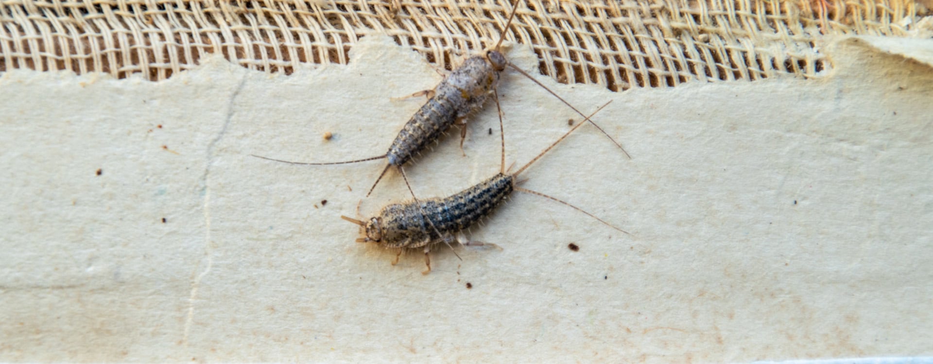 silverfish feeding on book binding