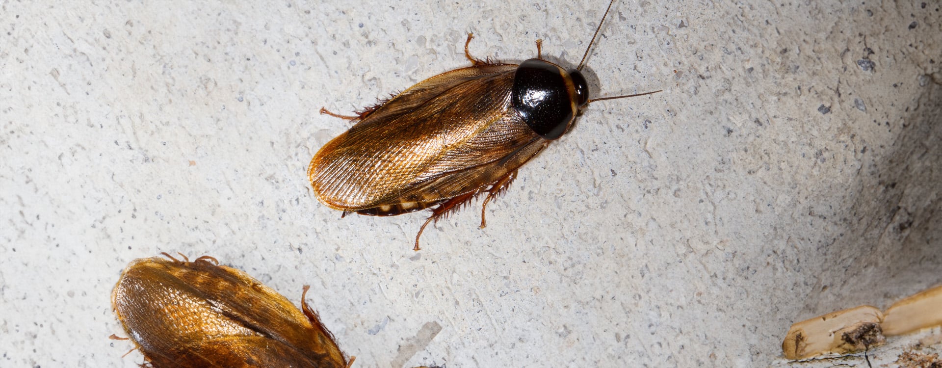 multiple surinam cockroaches