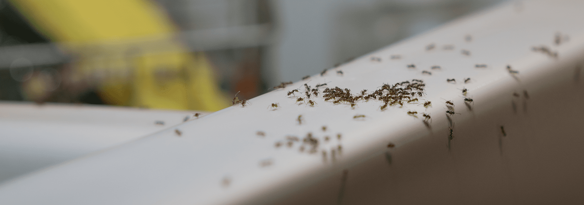 ants on the counter of a jacksonville florida home
