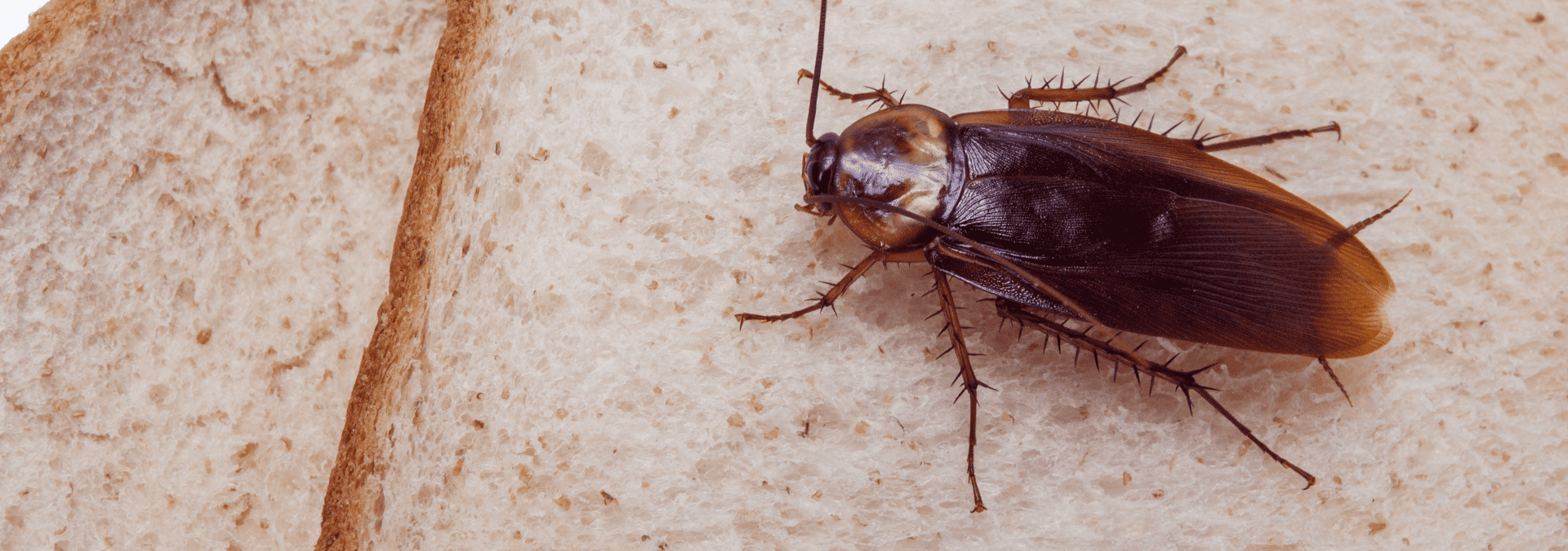 a cockroach outside of a home in fruit cove florida