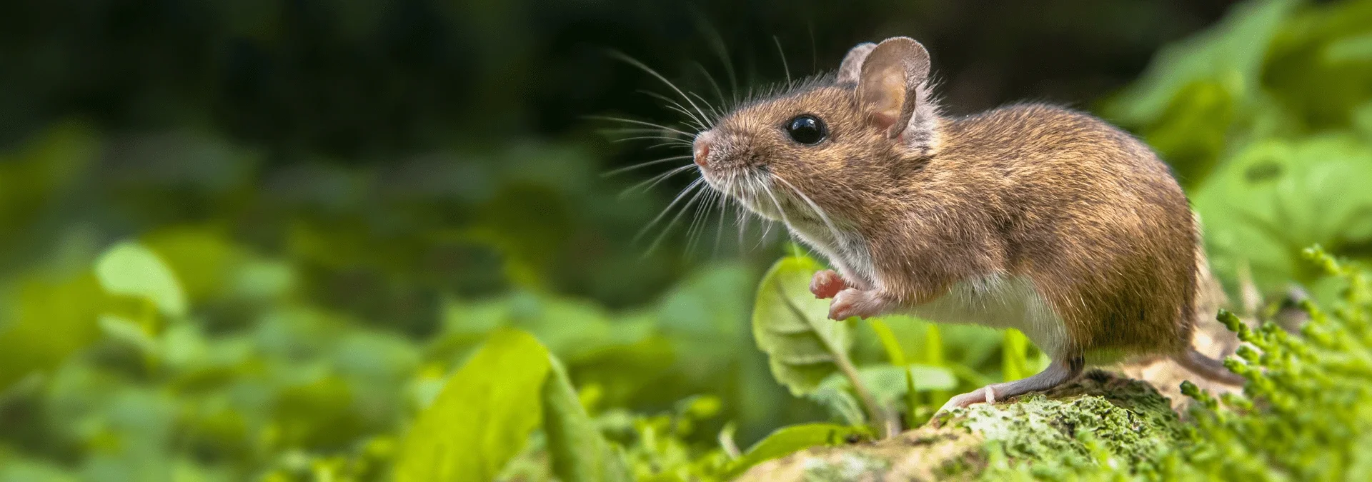 a mouse outside of a home in fernandina florida