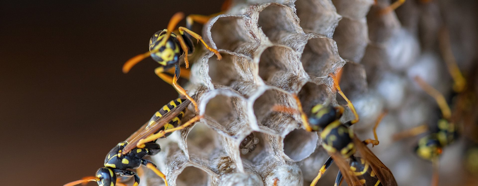 florida paper wasps