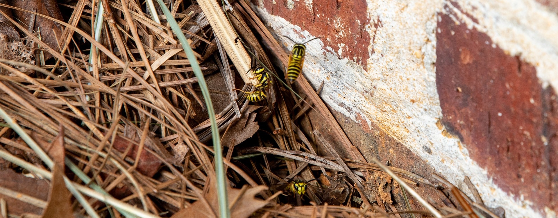 yellow jackets flying out of nest