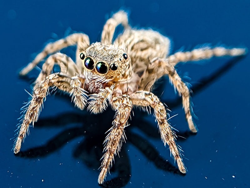 jumping spider