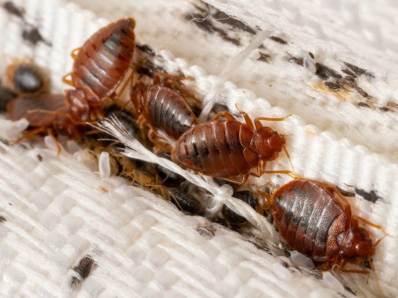 adult bed bugs on mattress seam