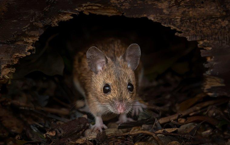 mouse crawling through a hollow log