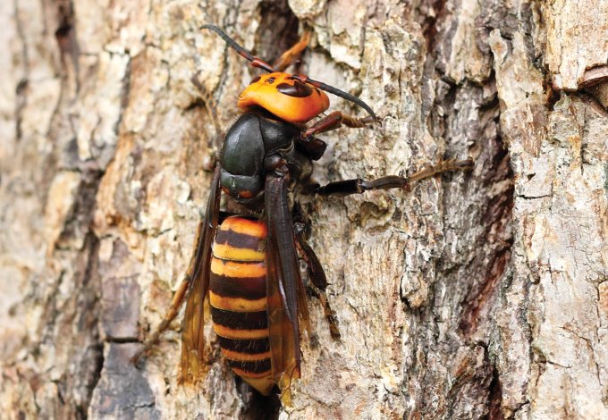 close up of an asian giant hornet