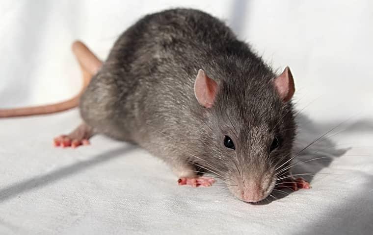 norway rat looking for food inside jacksonville home