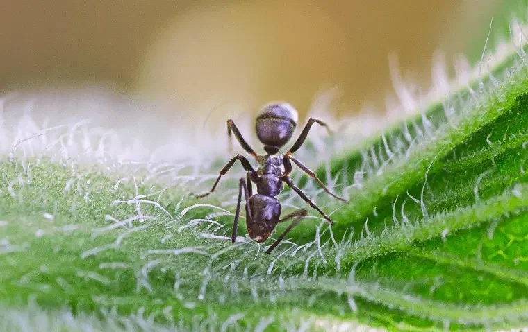 an odorous house ant on a plant outside a home in jacksonville beach florida