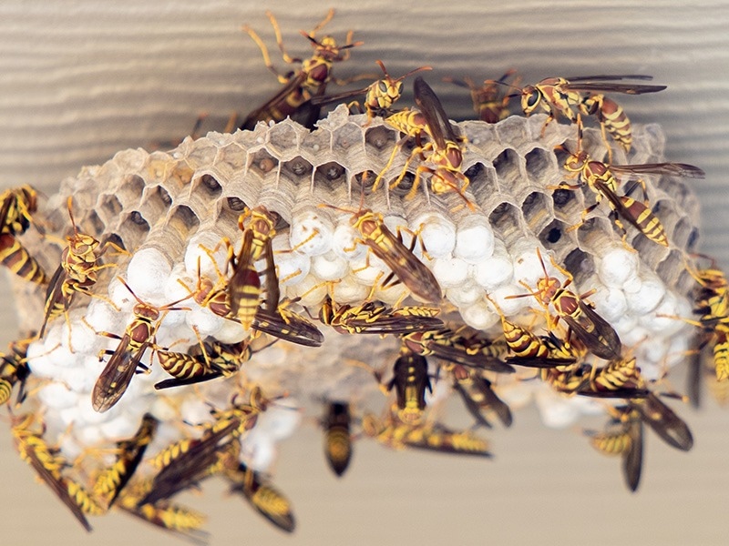 paper wasps working on nest