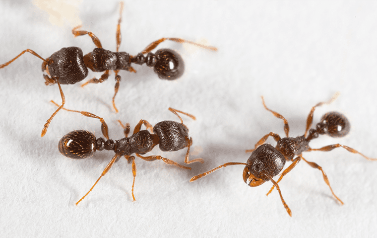 pavement ants inside a home in jacksonville florida 