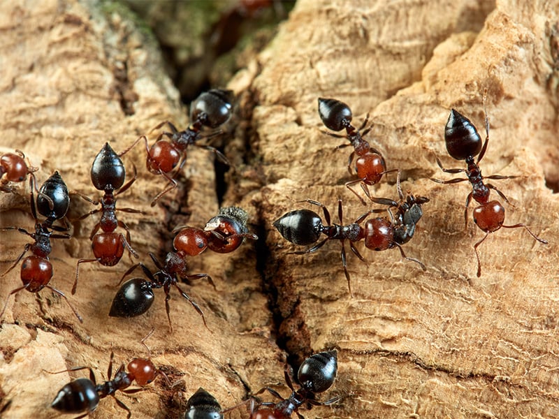 group of acrobat ants in florida