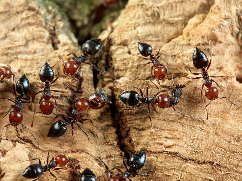 Greater Jacksonville Pest Control Pros Lindsey Pest Services
