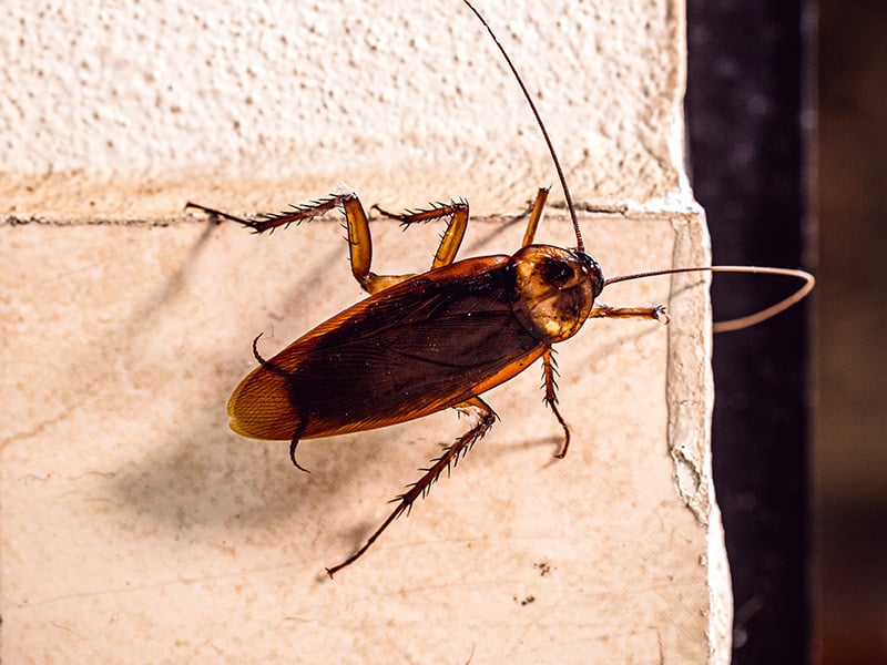adult american cockroach