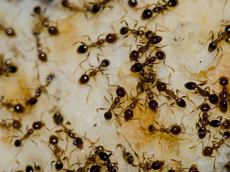 group of argentine ants